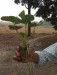 STRAWBERRY PLANTS